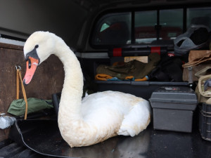 Transport těžce zraněné labutě