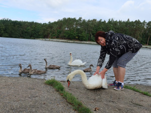 Odchycení těžce zraněné labutě