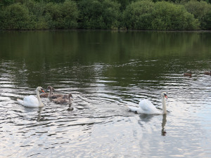 Tady byla labutí rodina ještě kompletní a v pohodě