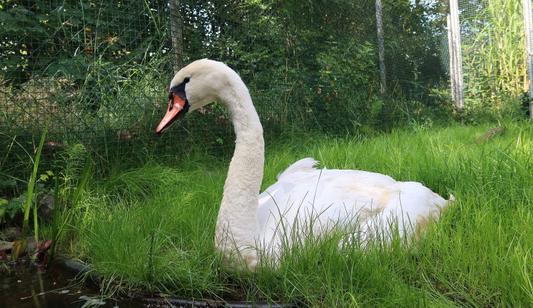 Po surovém napadení šelmou zahynula nejsmutnější labuť. Její život byl plný tragédií, smrti a zranění