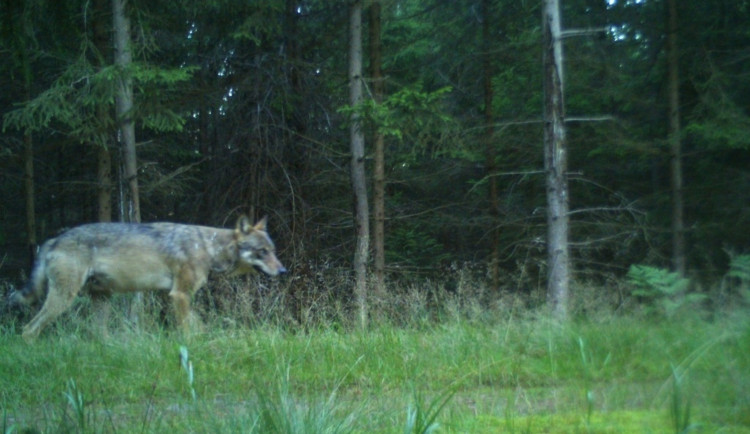 Fotopast v Brdech zachytila vlka. Odborníci věří, že šelmy pomohou s přemnoženými prasaty a srnci