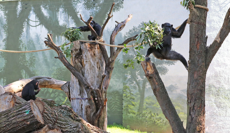 Šimpanzi v plzeňské zoo dovádějí v novém výběhu, nechybí tam prolézačky, lana a vodní příkop