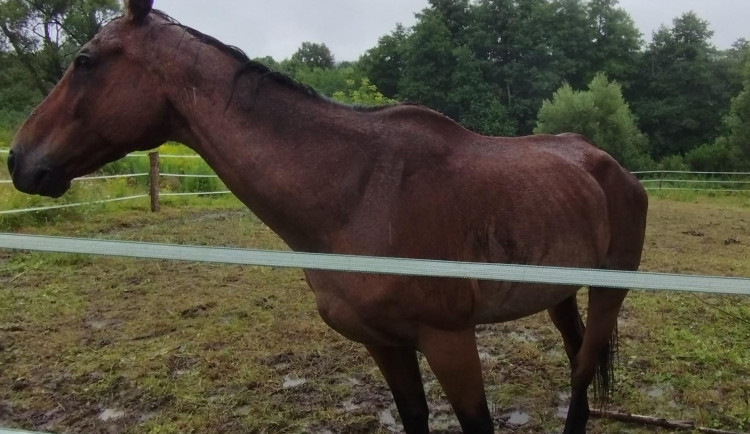 Koně trpěli hlady a žízní. Veterináři je chovatelce na Frýdlantsku odebrali