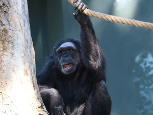 Šimpanzi v plzeňské zoo dovádějí v novém výběhu, nechybí tam prolézačky, lana a vodní příkop