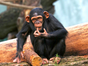 Šimpanzi v plzeňské zoo dovádějí v novém výběhu, nechybí tam prolézačky, lana a vodní příkop