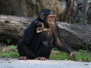 Šimpanzi v plzeňské zoo dovádějí v novém výběhu, nechybí tam prolézačky, lana a vodní příkop