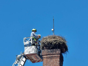 Záchrana dvou osiřelých a vyhladovělých čapích mláďat z jejich hnízda