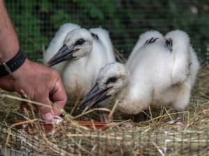 Tak vypadala čápata, když pobývala ještě v záchranné stanici