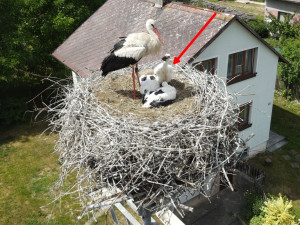 O život v Maďarsku přišlo mládě označené šipkou