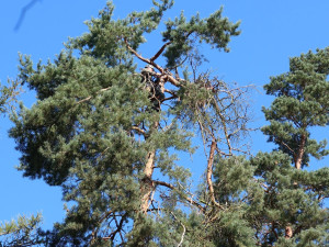 Jiří Segeč instaloval nové hnízdo pro orly mořské vysoko v koruně stromu
