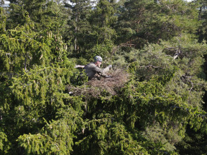 Jiří Segeč instaloval nové hnízdo pro orly mořské vysoko v koruně stromu