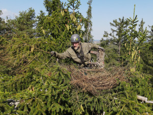 Jiří Segeč instaloval nové hnízdo pro orly mořské vysoko v koruně stromu