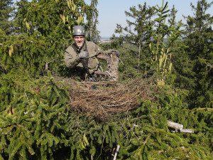 Jiří Segeč instaloval nové hnízdo pro orly mořské vysoko v koruně stromu