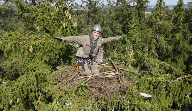 Jiří Segeč instaloval nové hnízdo pro orly mořské vysoko v koruně stromu