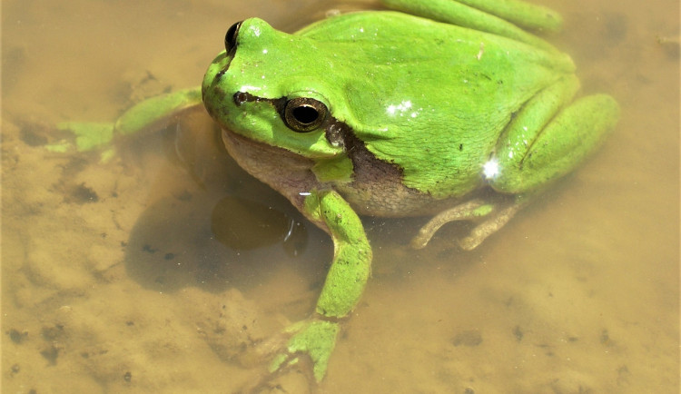 Pískovna je domovem mnoha chráněných a ohrožených druhů. Žijí tam čolci i kuňky