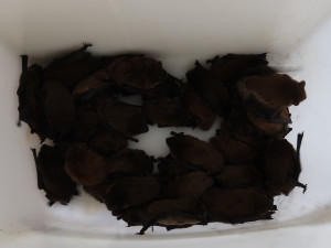 Netopýři obsadili pokoj v jejich oblíbeném hotelu. Pohodlí si tam užívalo 256 živých jedinců, které bylo třeba odchytit