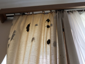 Netopýři obsadili pokoj v jejich oblíbeném hotelu. Pohodlí si tam užívalo 256 živých jedinců, které bylo třeba odchytit