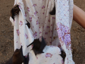 Netopýři obsadili pokoj v jejich oblíbeném hotelu. Pohodlí si tam užívalo 256 živých jedinců, které bylo třeba odchytit