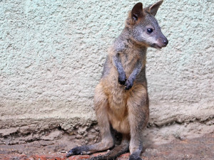 Letošní mládě klokana bažinného
