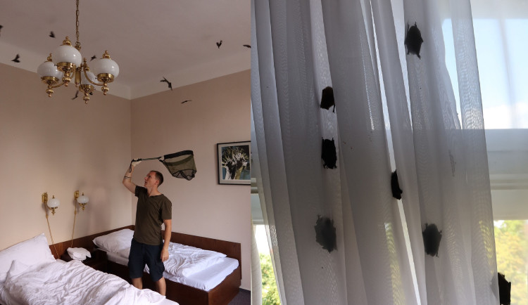 Netopýři obsadili pokoj v jejich oblíbeném hotelu. Pohodlí si tam užívalo 256 živých jedinců, které bylo třeba odchytit