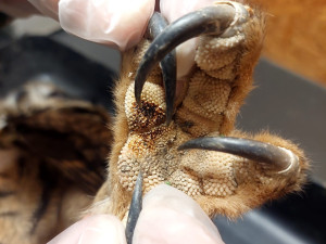 Elektrický proud projel tělem přes pařát dravce