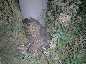 Mládě vzácného výra velkého zahynulo po zásahu elektrickým proudem, když usedlo na sloup s vedením