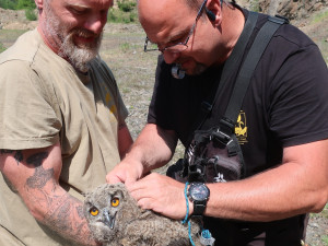 Kroužkování letošních výrů na Plzeňsku