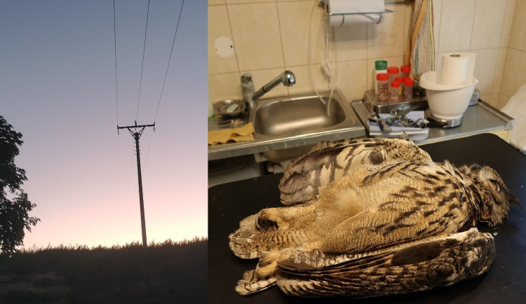 Mládě vzácného výra velkého zahynulo po zásahu elektrickým proudem, když usedlo na sloup s vedením