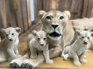 Čtveřice lvích sourozenců už zvídavě prozkoumává vnitřní expozici, brzy je budou moci obdivovat i návštěníci