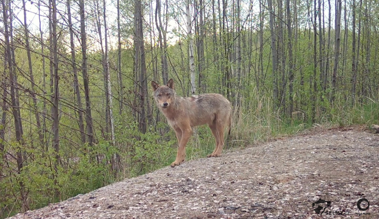 VIDEO: Vlčí smečka na Frýdlantsku se rozrostla. Narodila se vlčata