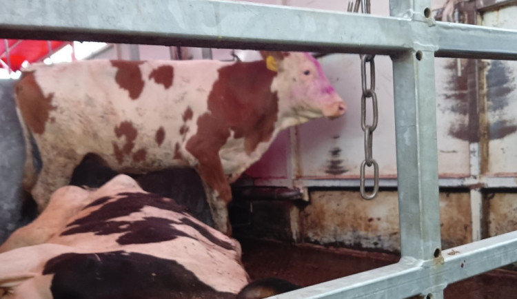 V autě vezli společně živou a poraženou krávu. Přepravci hrozí pokuta až 10 milionů korun