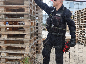 Odchyt zbloudilé srny má svá přísná pravidla a jde o nebezpečnou akci. Nikdy se nesmí přetočit přes hřbet