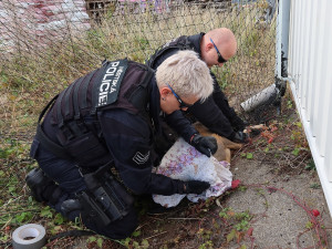 Odchyt zbloudilé srny má svá přísná pravidla a jde o nebezpečnou akci. Nikdy se nesmí přetočit přes hřbet