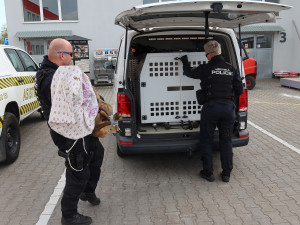 Odchyt zbloudilé srny má svá přísná pravidla a jde o nebezpečnou akci. Nikdy se nesmí přetočit přes hřbet