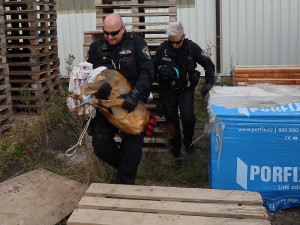 Odchyt zbloudilé srny má svá přísná pravidla a jde o nebezpečnou akci. Nikdy se nesmí přetočit přes hřbet