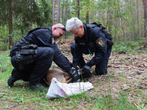 Odchyt zbloudilé srny má svá přísná pravidla a jde o nebezpečnou akci. Nikdy se nesmí přetočit přes hřbet
