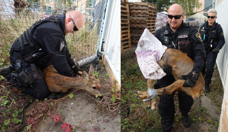 Odchyt zbloudilé srny má svá přísná pravidla a jde o poměrně nebezpečnou záležitost. Vystresované a velké zvíře může člověka i ošklivě poranit
