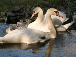 Na tomto snímku byla ještě celá labutí rodinka. To už je ale minulostí