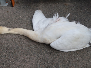 Ovdovělou labuť srazilo auto na dálničním mostu