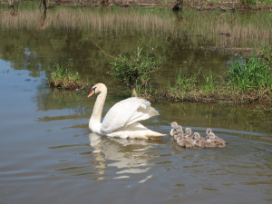 Po smrti samce žila labuť s mláďaty na nové lokalitě na Klabavské přehradě