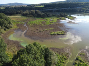 Po smrti samce žila labuť s mláďaty na nové lokalitě na Klabavské přehradě