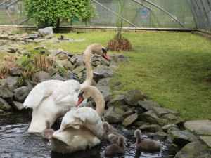 Na tomto snímku byla ještě celá labutí rodinka. To už je ale minulostí