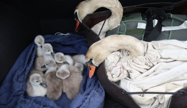 Transport labutí po květnové nehodě na kolejích, tehdy byla ještě naposledy rodina pohromadě