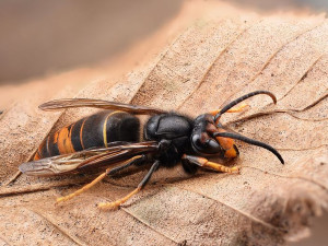 Agresivní sršeň asijská se poprvé objevila v Česku, podle přírodovědců je nebezpečná hlavně pro včely