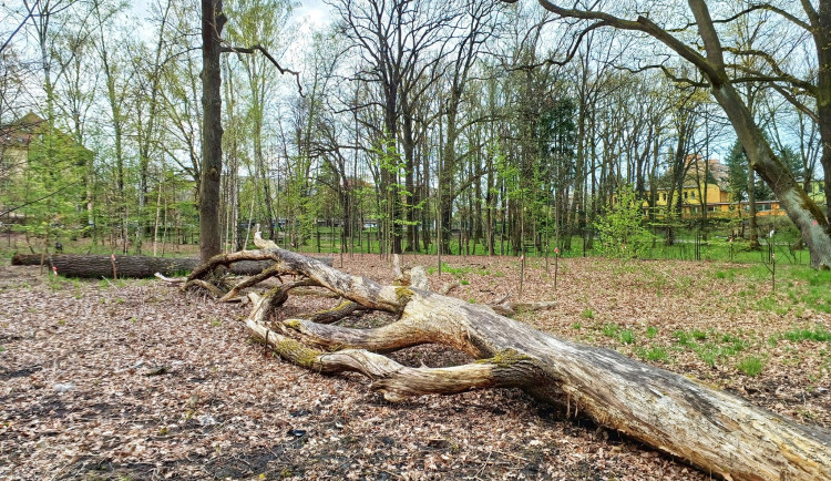 Dříve zpustlý Papírenský park projde proměnou, lidé se budou moci seznámit s návrhem revitalizace