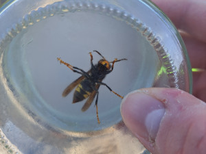 foto: Jan Walter, Západočeské muzeum v Plzni