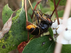 VIDEO: Hasiči zlikvidovali první objevené hnízdo asijských sršní, včelaři se obávají, že tento případ nebude zdaleka posledním