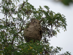 foto: Jan Walter, Západočeské muzeum v Plzni