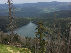 Důležitá šumavská turistická stezka od Černého jezera po rozcestník Rozvodí bude uzavřena až do konce října