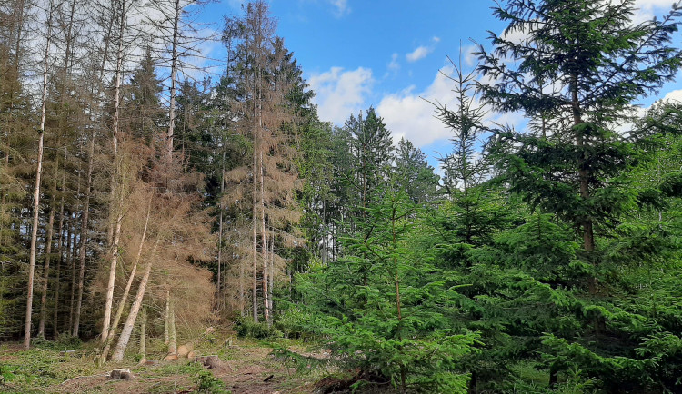 Kůrovec je na ústupu, satelitní snímkování pouze odhalilo šest ohnisek na více než 3000 hektarech lesů